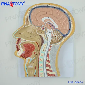 Анатомическая модель структуры мозга В Сагиттальном Сечении Головы Человека; Медицинский Оториноларингологический Косметический Микропластиковый аппарат